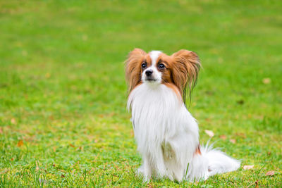 Portrait of a dog on field