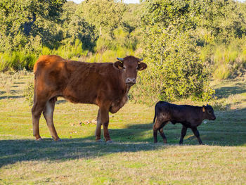 Cows in a field