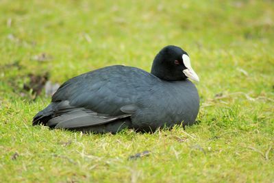 Close-up of bird perching on grassy field