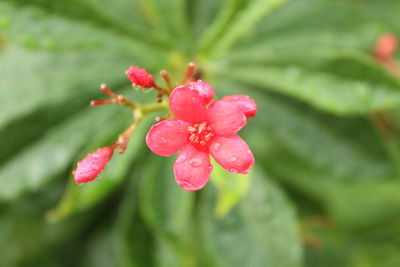 Close-up of wet pink flower blooming outdoors