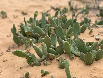 Close-up of succulent plant