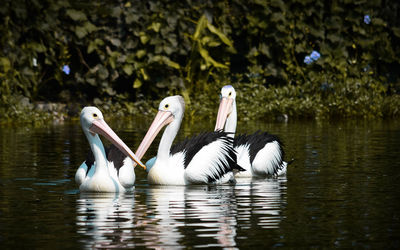 View of birds in lake