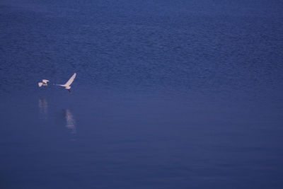 Seagull flying over sea