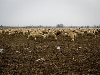 Flock of sheep in the field