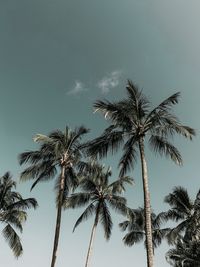 Low angle view of coconut palm tree against sky