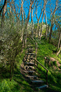 Staircase by trees against sky