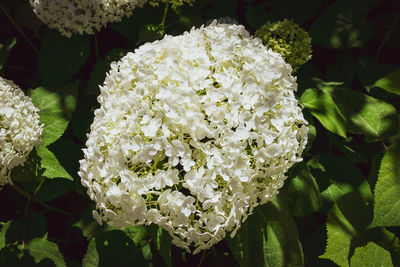 Close-up of white flowering plant