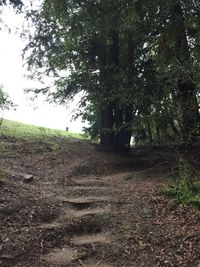 Trees in forest