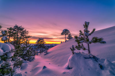 Scenic view of snow covered trees against sky during sunset