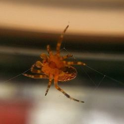 Close-up of spider on web