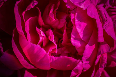 Close-up of pink roses