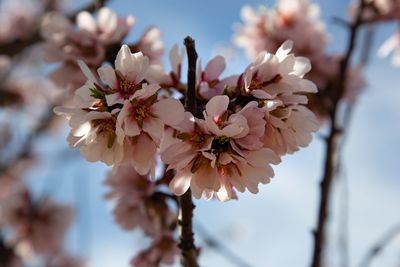 Close-up of cherry blossoms
