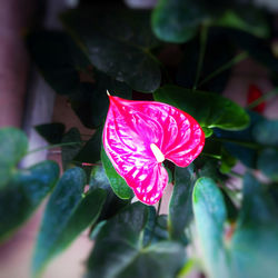 Close-up of pink flower
