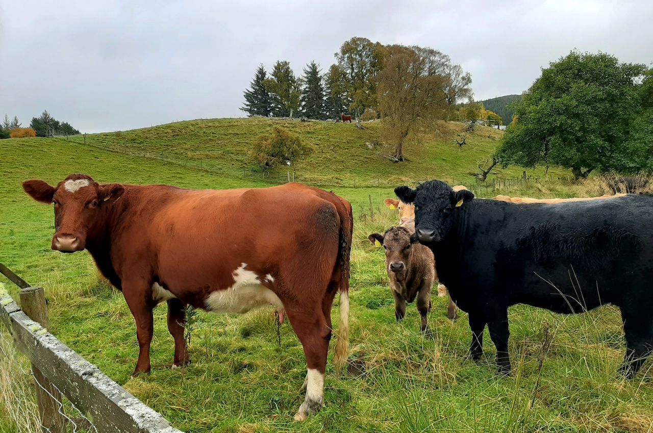 COWS ON FIELD AGAINST SKY