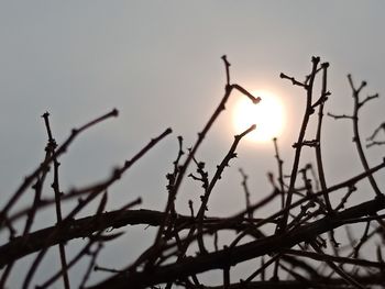 Low angle view of silhouette plants against sky during sunset