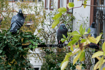 View of birds and plants