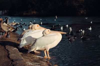 View of seagulls on beach