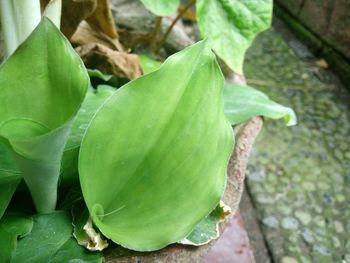 Close-up of plant