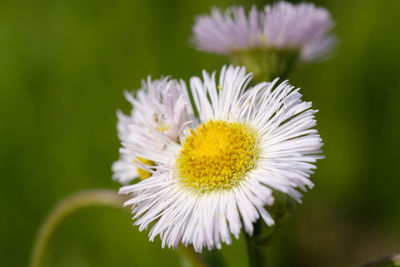 Close-up of yellow flower blooming outdoors