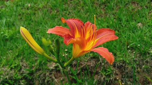 Close-up of orange day lily flower