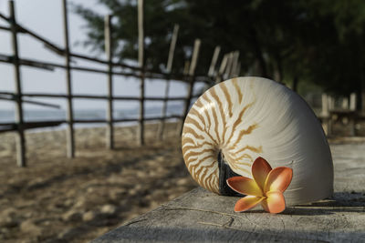 Close-up of shell on white wood