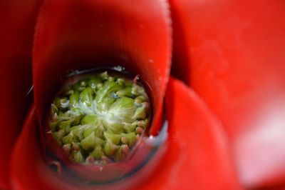 Close-up of fresh red cactus