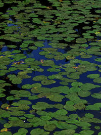 High angle view of lily pads in lake