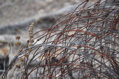 Close-up of dry plants on snow covered field