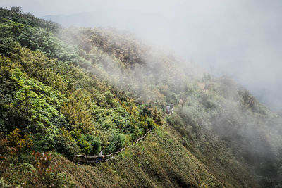 Scenic view of foggy forest