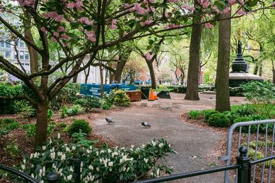 Trees and plants in park