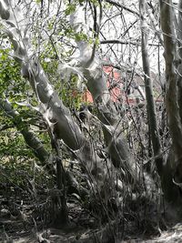 View of a forest
