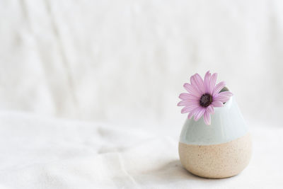 Purple daisy in vase on table