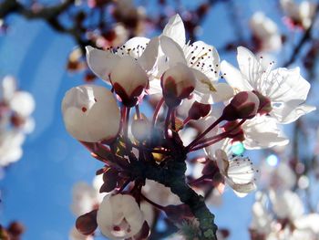 Close-up of white flowers on branch