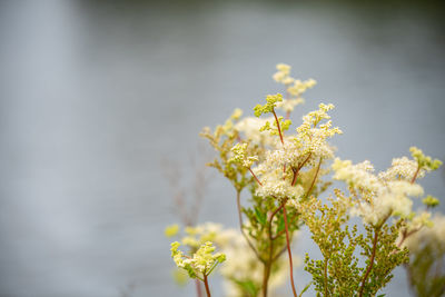 Close-up of yellow flowering plant