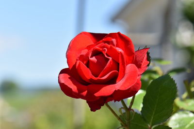 Close-up of red rose