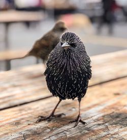 Close-up of bird perching on wood