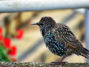 Close-up of bird perching outdoors