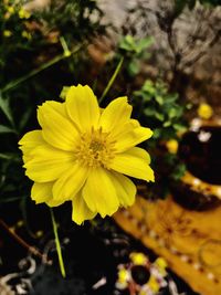 Close-up of yellow flower blooming outdoors