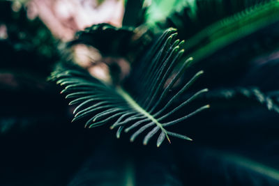 Close-up of fern leaves
