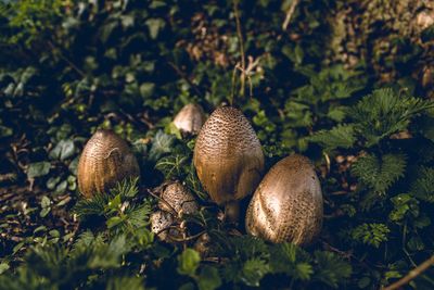 Close-up of mushrooms growing on field