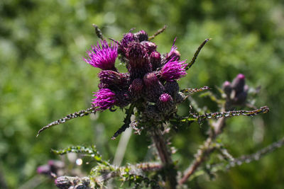 Close-up of purple flowering plant