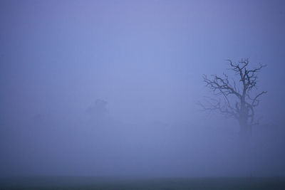 Bare tree on landscape