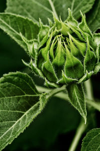 Close-up of plant growing outdoors