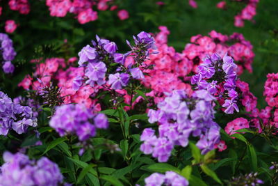 Beautiful violet blooming meadow flower on nature background