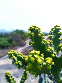 Close-up of plant growing outdoors