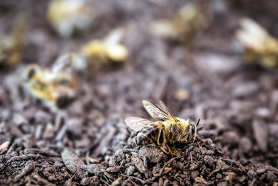 Close-up of bee on rock