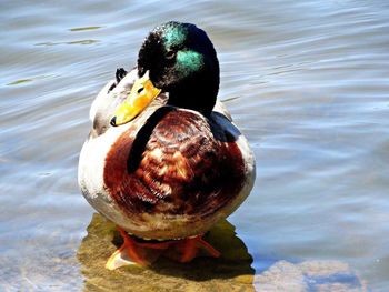 Duck swimming in lake