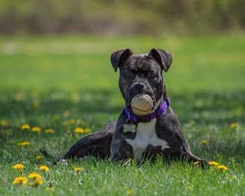 Portrait of dog on field