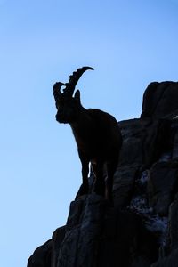 Low angle view of silhouette mountain goat standing on rock against clear sky