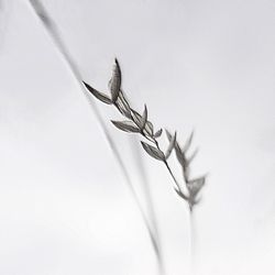Close-up of plant against white background